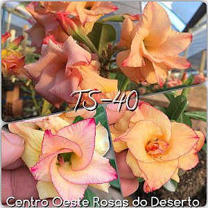 Rosa do Deserto Muda de Enxerto - TS-040 - Flor Dobrada