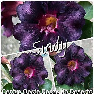 Rosa do Deserto Muda de Enxerto - Sindy - Flor Roxa