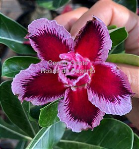 Rosa do Deserto Muda de Enxerto - LM-16 - Flor Dobrada