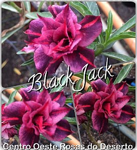 Rosa do Deserto Enxerto - Black Jack