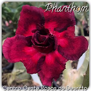 Rosa do Deserto Muda de Enxerto - Phanton - Flor Dobrada