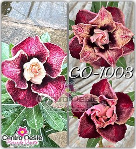 Rosa do Deserto Enxerto - CO-1003