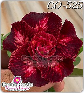 Rosa do Deserto Enxerto - CO-525