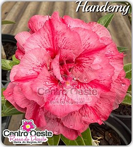 Rosa do Deserto Enxerto - HANDEMY