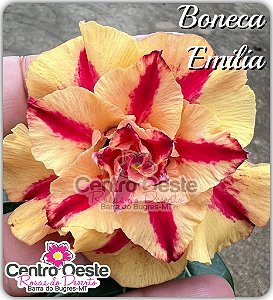 Rosa do Deserto Enxerto - BONECA EMÍLIA