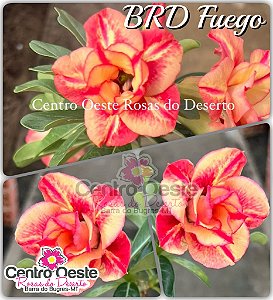 Rosa do Deserto Enxerto - BRD FUEGO