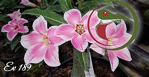 Rosa do Deserto Muda de Enxerto - EV-189 - Flor Simples