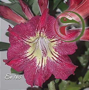 Rosa do Deserto Muda de Enxerto - EV-163 - Flor Simples