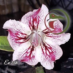 Rosa do Deserto Muda de Enxerto - EV-156 - Flor Simples