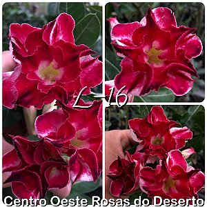 Rosa do Deserto Muda de Enxerto - L-16 - Flor Dobrada Matizada