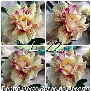 Rosa do Deserto Muda de Enxerto - L-22 - Flor Dobrada Amarela Matizada