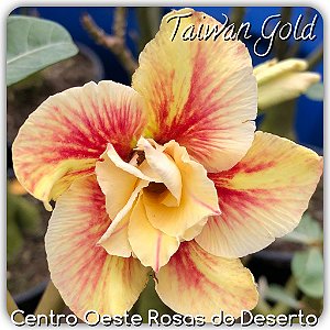 Rosa do Deserto Muda de Enxerto - Taiwan Gold - Flor Dobrada Amarela Matizada - Cuia 21 (com 2 a 3 enxertos)