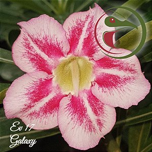 Rosa do Deserto Muda de Enxerto - EV-017 - Galaxy - Flor Simples