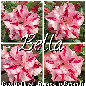 Rosa do Deserto Muda de Enxerto - Bella - Flor Tripla