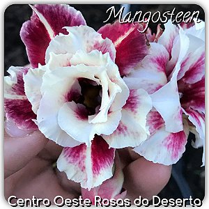 Rosa do Deserto Muda de Enxerto - Mangosteen - Flor Dobrada