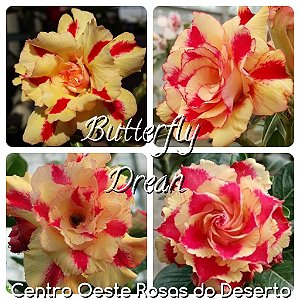 Rosa do Deserto Enxerto - Butterfly Dream (RC039)