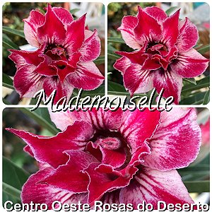 Rosa do Deserto Muda de Enxerto - Mademoiselle  - Flor Dobrada