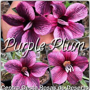 Rosa do Deserto Muda de Enxerto - Purple Plum - Flor Simples
