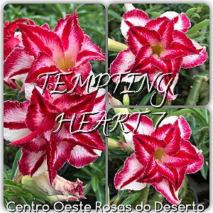 Rosa do Deserto Enxerto - Tempting Heart VII (TH-7)