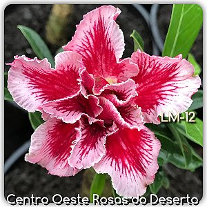 Rosa do Deserto Muda de Enxerto - LM-12 - Flor Dobrada