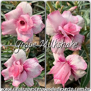 Rosa do Deserto Muda de Enxerto - Grape Milkshake - Flor Dobrada