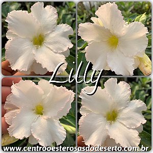 Rosa do Deserto Muda de Enxerto - Lilly - Flor Dobrada