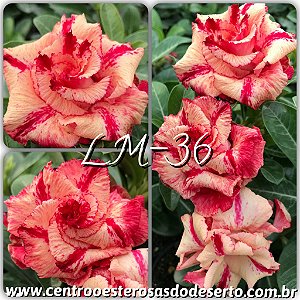 Rosa do Deserto Muda de Enxerto - LM-36 - Flor Dobrada