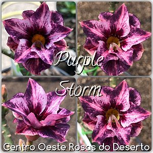 Rosa do Deserto Muda de Enxerto - Purple Storn