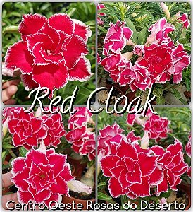 Rosa do Deserto Muda de Enxerto - Red Cloak (RC047)