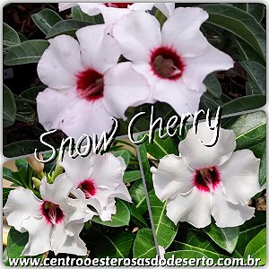 Rosa do Deserto Enxerto - Snow Cherry