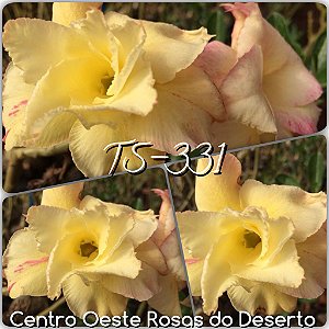 Rosa do Deserto Muda de Enxerto - TS-331 - Flor Dobrada