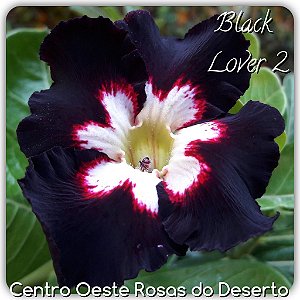 Rosa do Deserto Enxerto - BLACK LOVER 2 (RC094) Pequena