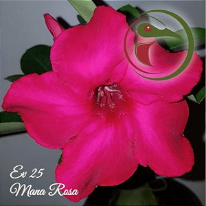 Rosa do Deserto Muda de Enxerto - EV-025 - Mana Rosa - Flor Simples