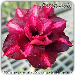 Rosa do Deserto Muda de Enxerto - Passionate - Flor Tripla