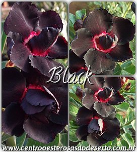 Rosa do Deserto Enxerto - Black