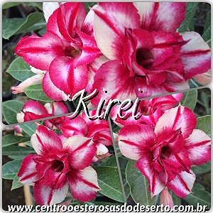 Rosa do Deserto Muda de Enxerto - Kirei - Flor Dobrada