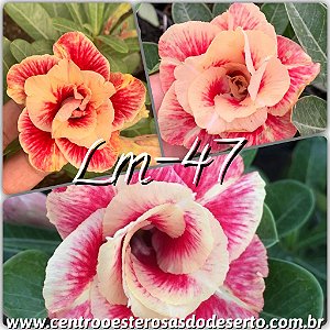 Rosa do Deserto Muda de Enxerto - LM-47 - Flor Dobrada