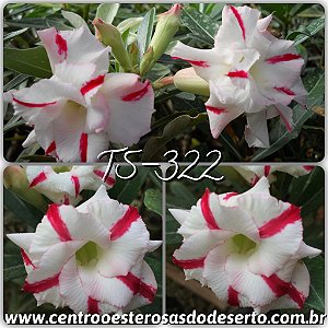 Rosa do Deserto Muda de Enxerto - TS-322 - Dobrada