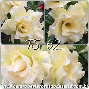 Rosa do Deserto Muda de Enxerto - TS-062 - Flor Tripla