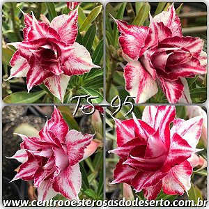 Rosa do Deserto Muda de Enxerto - TS-095 - Flor Tripla