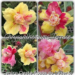 Rosa do Deserto Enxerto - Chrysanthemuns Terrace (RC093) (Pequena)