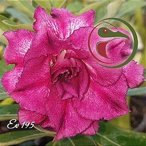 Rosa do Deserto Muda de Enxerto - EV-195 - Flor Tripla
