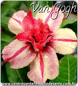 Rosa do Deserto Muda de Enxerto - Van Gogh - Flor Dobrada