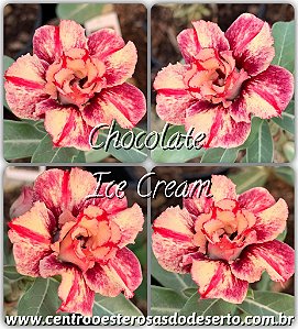 Rosa do Deserto Enxerto - Chocolate Ice Cream (RC192)