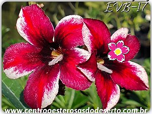 Rosa do Deserto Muda de Enxerto - EVB-017 - Flor Simples
