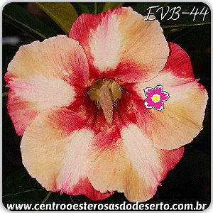 Rosa do Deserto Muda de Enxerto - EVB-044 - Flor Simples