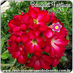 Rosa do Deserto Muda de Enxerto - EVM-024 - Bouquet Fortune - Flor Dobrada