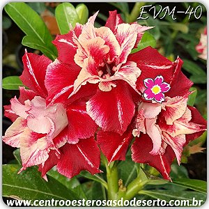 Rosa do Deserto Muda de Enxerto - EVM-040 - Flor Dobrada