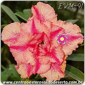 Rosa do Deserto Muda de Enxerto - EVM-091 - Flor Dobrada