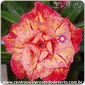 Rosa do Deserto Muda de Enxerto - EVM-151 - Flor Tripla